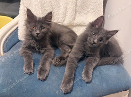 Maine coon