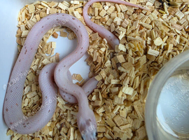Palmetto corn snake baby