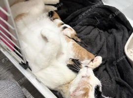 3 beautiful half Persian kittens for sale