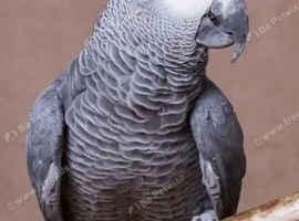 African gray  parrot