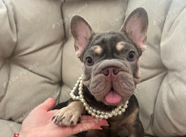 French Bulldog Big Rope Puppies
