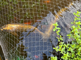 Koi Carp for sale (large)