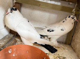 Pouters breeding pair