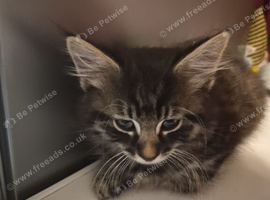 2 tabby kittens for sale