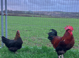 French copper marran hatching eggs