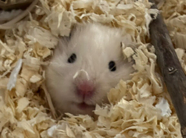 White fluffy Syrian hamster