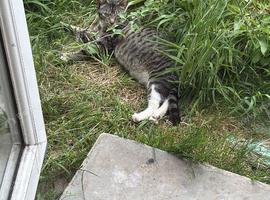 Tabby cats