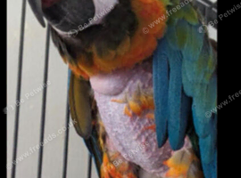 Female harlequin macaw