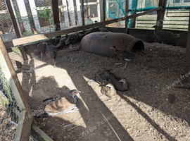 2026 silver pheasants