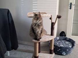Male main coon