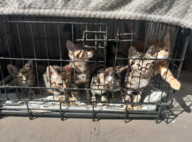Mixed Bengal kittens