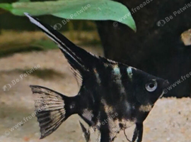 Young marble angel fish