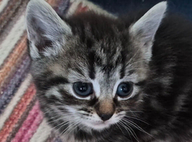 Beautiful kittens