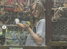Baby budgies