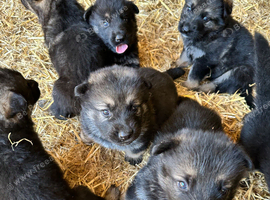 BEAUTIFUL LITTER OF GERMAN SHEPHERD PUPPIES