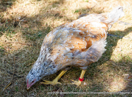 SWEDISH FLOWER HEN - VARIOUS PULLETS - RARE LANDRACE BREED