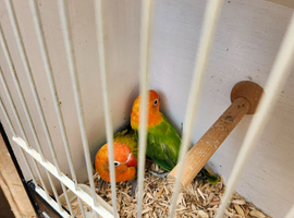 Green opaline sp blue lovebirds