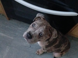 Cane corso x staff puppy