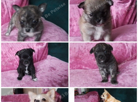 Chiweenie puppy for sale