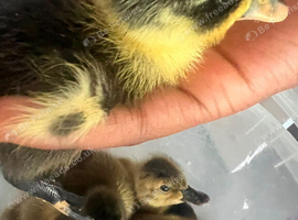 Ducklings
