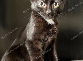 Beautiful kitten ready for a new home