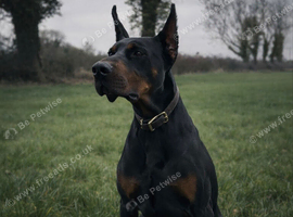 OUTSTANDING BLACK & TAN DOBERMAN STUD
