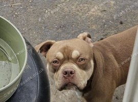 American bully akbc