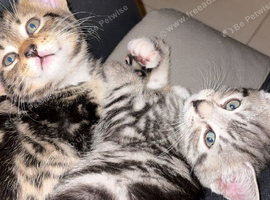 Bengal mixed breed