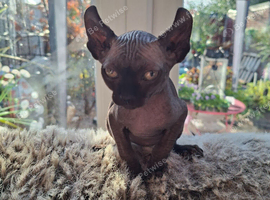 READY NOW Stunning Sphynks kittens,