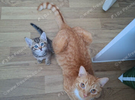4 GORGEOUS KITTENS LEFT.