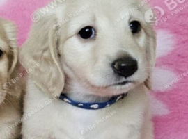 STUNNING PALE CREAM BOY* READY NOW*
