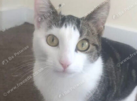 Female cat