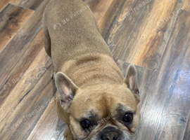 Free French Bulldog to good home