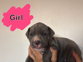 Cane Corso puppies