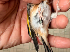 Goldfinch male very fit and healthy