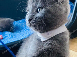 2 left beautifull kittens. Readynow :) looking forever homes