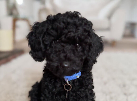 Extensively Health Tested Kc Reg Toy poodle Puppies