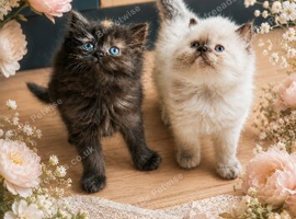 Stunning Persian kittens