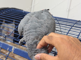 African Grey Parrot Mahboob