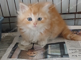 Persian maine coon kittens