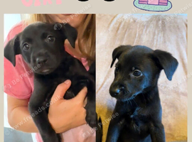Labrador x collie pup. Ready for new home