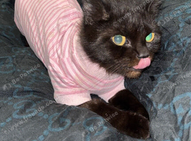 ragdoll x domestic adult cat