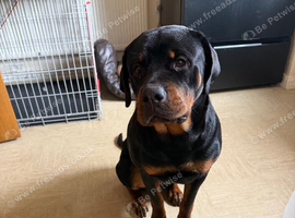 Rottweiler