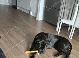 15 Month old cane corso cross