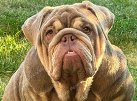 Stunning British Bulldog Lilac & Tan Male