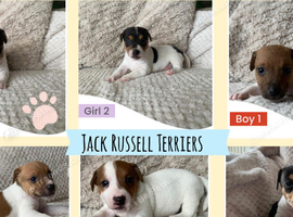 Jack Russell Pups Available