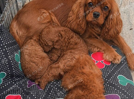 F1 Toy Fully Health Tested Girl Cavapoo&rsquo;s