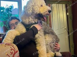 Lovely Old English Sheepdog