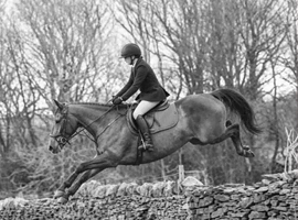 All rounder - hunter / jumper