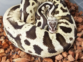 Male adult ball python.